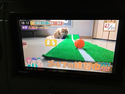 画像 HE22Sラパン スズキ カーナビ カーナビゲーション ストラーダ CN-S310D パナソニック ブルートゥース 汎用バックカメラ 取り付け 加工 工賃 価格 安い 持ち込み 愛知県 岐阜県 三重県 名古屋市 一宮市 岐阜市 豊田市 みよし市 岡崎市 刈谷市 知立市 安城市 西尾市 碧南市 高浜市 蒲郡市 幸田町 豊川市 豊橋市 田原市 新城市 静岡県 湖西市 浜松市 磐田市